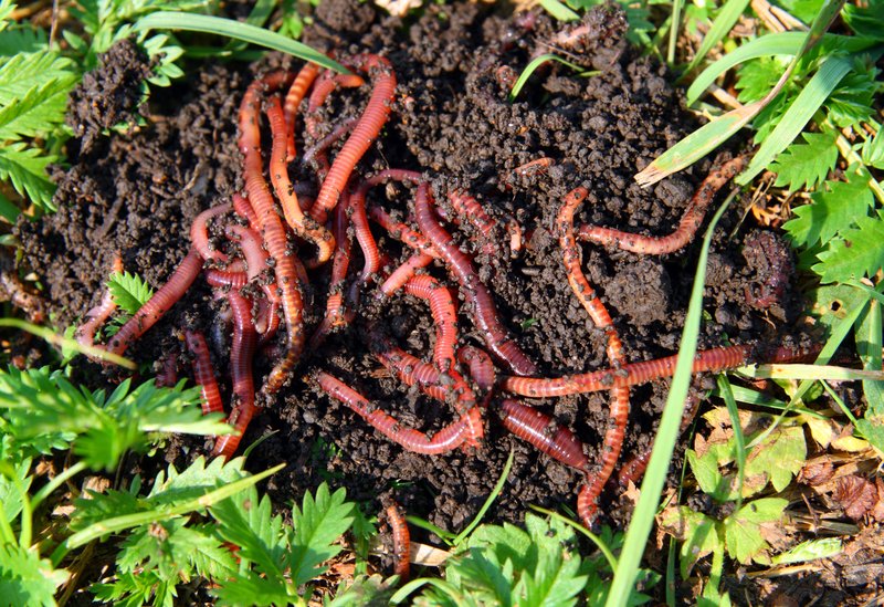 Habitat Conditions That Encourage Wolf Worm Activity