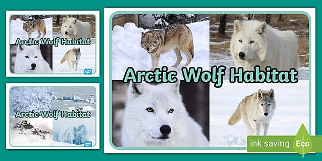 Habitat Conditions That Encourage Wolf Worm Activity