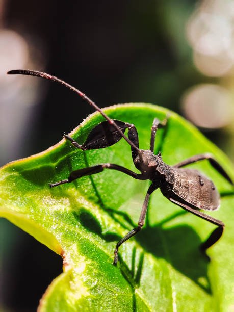Habitat Preferences Of The Acanthocephala In The Wild