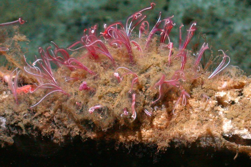 Habitat Preferences Of The Bone-Eating Worm In The Wild