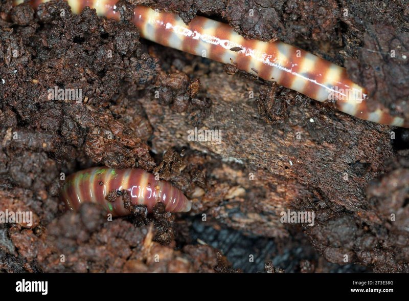 Habitat Preferences Of The Eisenia Hortensis In The Wild