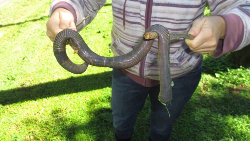 Habitat Preferences Of The Giant Gippsland Earthworm In The Wild
