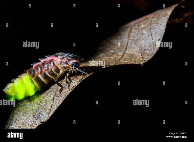 Habitat Preferences Of The Glowworm (Insect) In The Wild