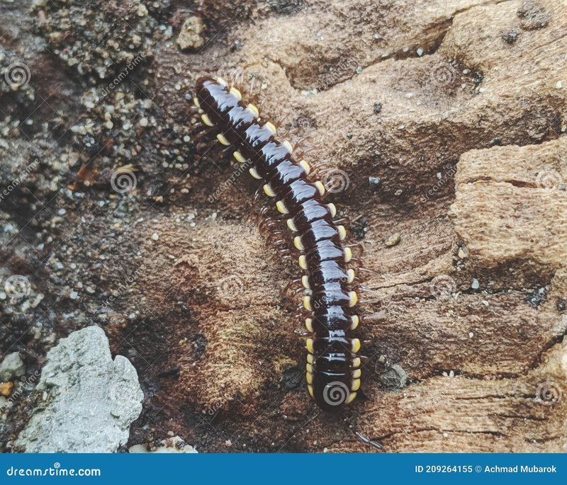 Habitat Preferences Of The Grindal Worm In The Wild