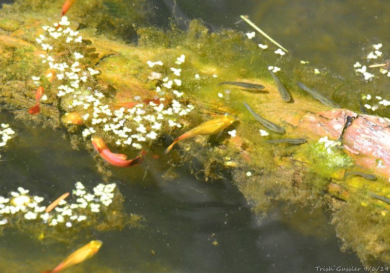 Habitat Preferences Of The Guppy Tapeworm In The Wild