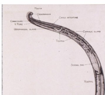 Habitat Preferences Of The Hookworm In The Wild