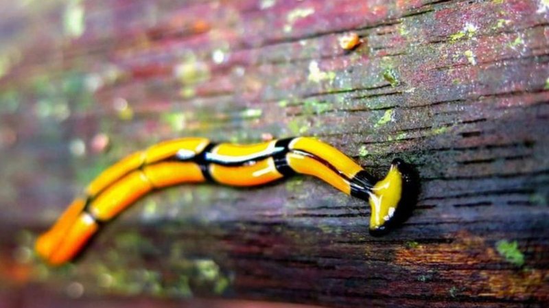 Habitat Preferences Of The Malayan Hammerhead Worm In The Wild