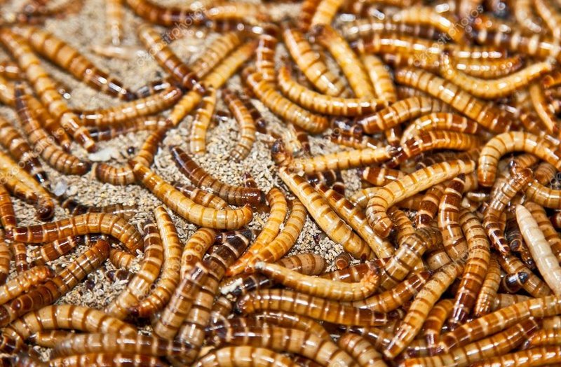 Habitat Preferences Of The Mealworm In The Wild