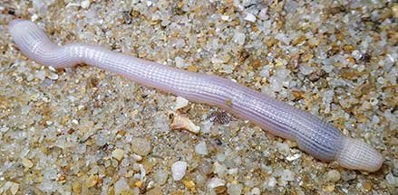 Habitat Preferences Of The Peanut Worm In The Wild
