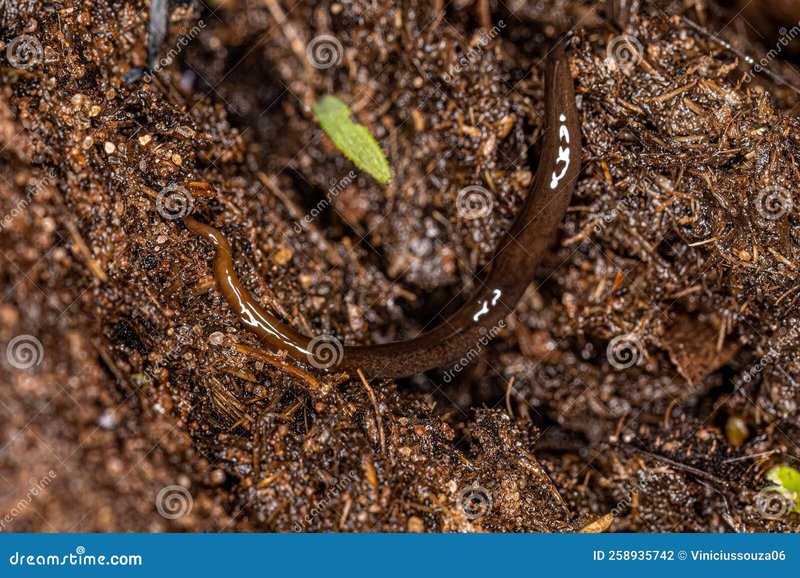 Habitat Preferences Of The Planaria In The Wild