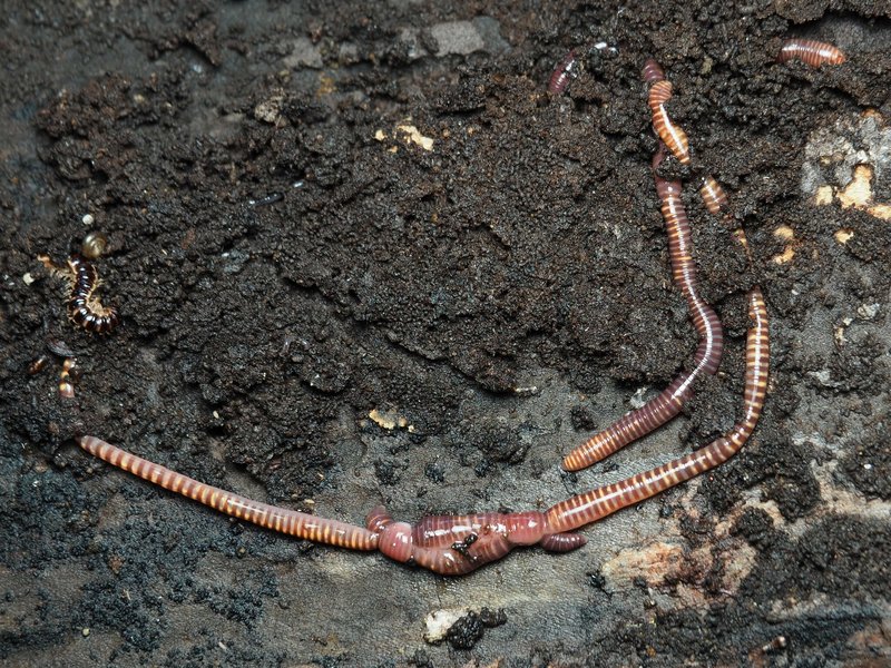 Habitat Preferences Of The Red Wiggler In The Wild