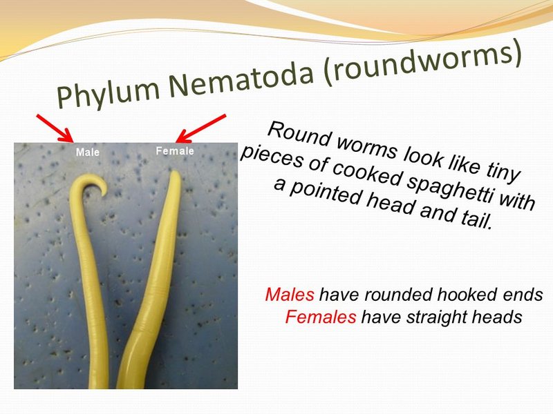 Habitat Preferences Of The Roundworm In The Wild