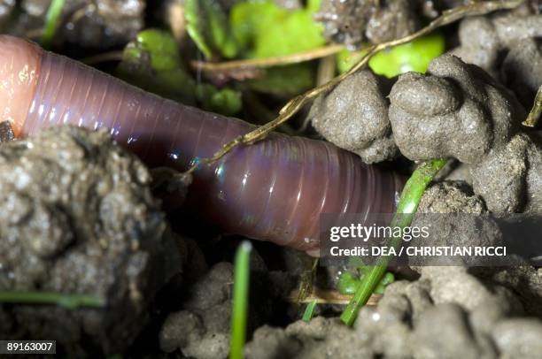 Habitat Preferences Of The Segmented Worm In The Wild