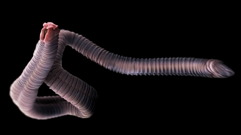 Habitat Preferences Of The Tapeworm In The Wild