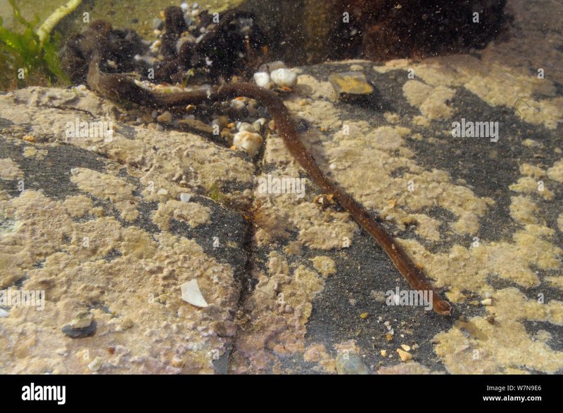 Habitat Restoration And Its Impact On Bootlace Worms