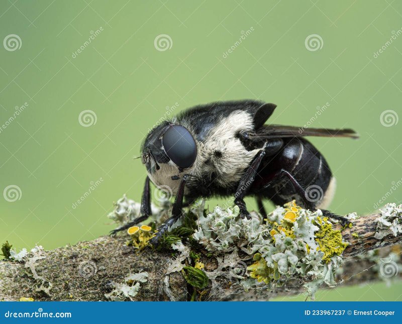 Habitat Types Most Susceptible To Botfly Activity