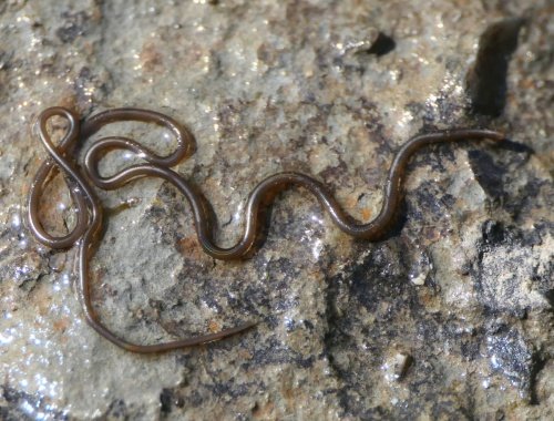 Hairworm And Its Role In Soil Or Aquatic Ecosystems