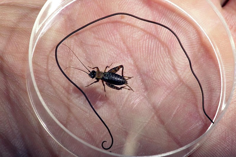 Hairworm In Captivity: Can They Be Studied Or Farmed?