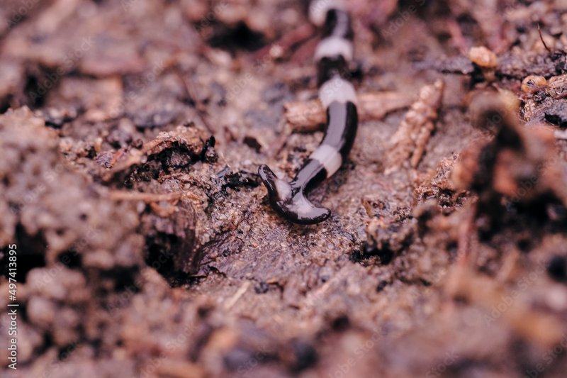 Hammerhead Worm Spread Via Soil And Mulch Trade