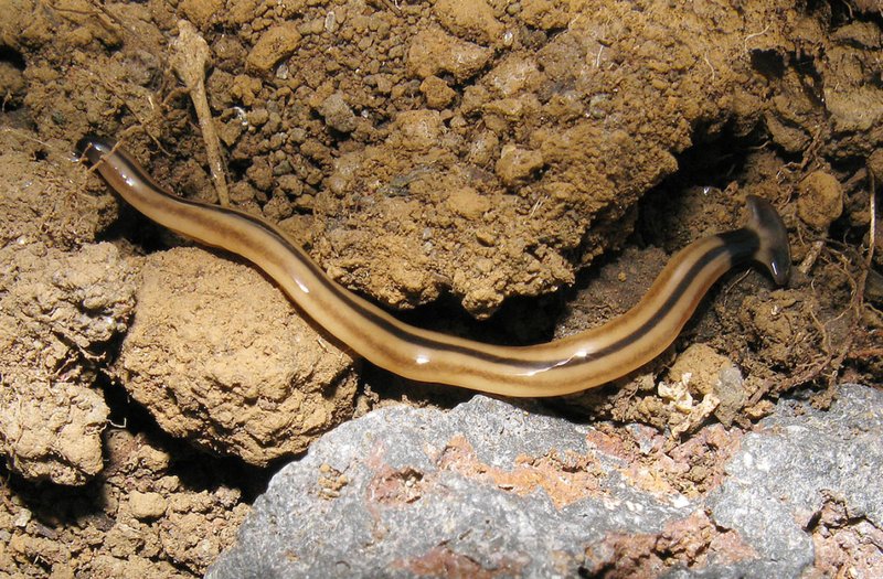 Hammerhead Worm Spread Via Soil And Mulch Trade