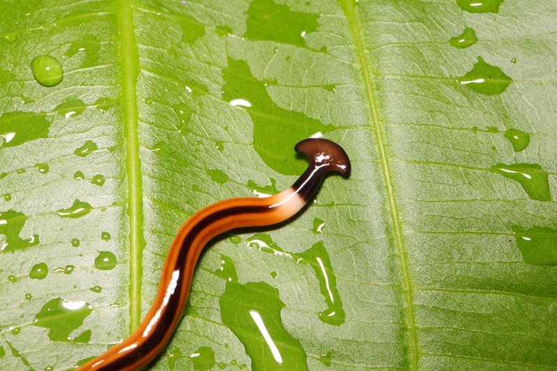 Hammerhead Worms And Soil Health: Beneficial Or Harmful?