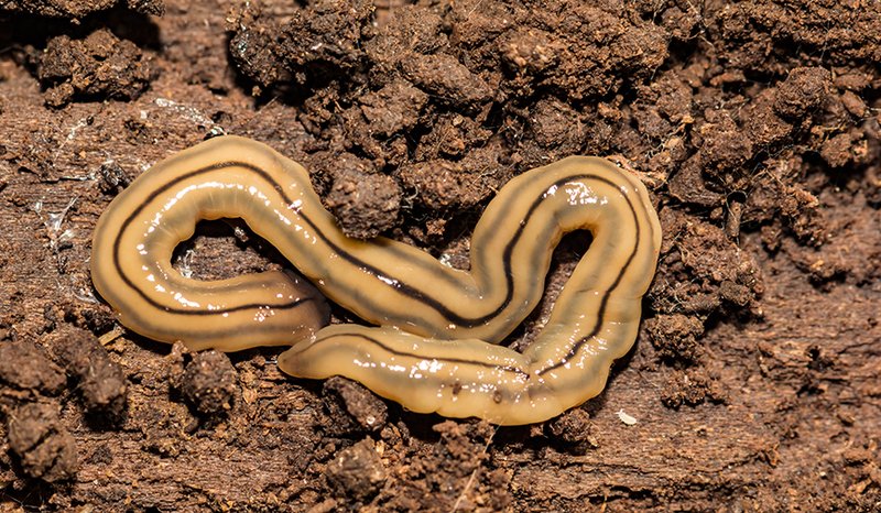 Hammerhead Worms And Soil Health: Beneficial Or Harmful?