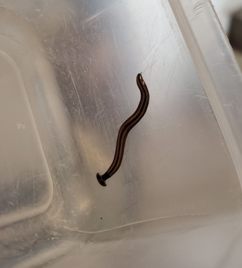Hammerhead Worms In Indoor Potted Plants: Prevention Tips