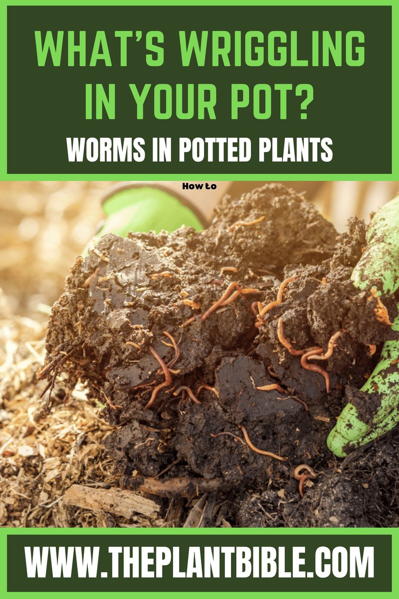Hammerhead Worms In Indoor Potted Plants: Prevention Tips