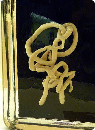 Handling Bootlace Worms For Educational Display Safely