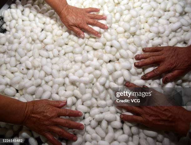Harvesting Silk Cocoons: Best Practices