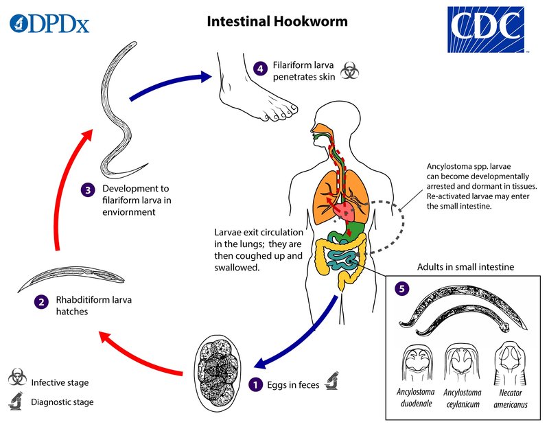 Hookworm And Its Role In Soil Or Aquatic Ecosystems