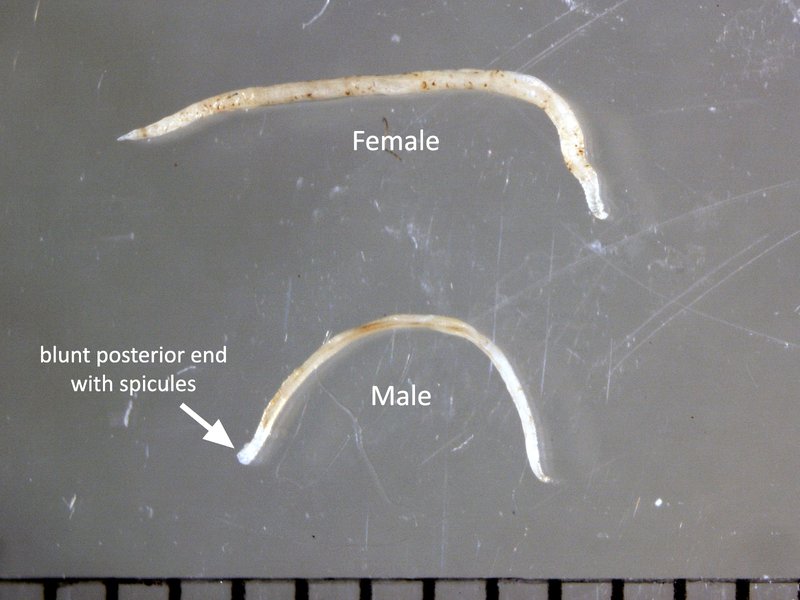 Hookworm In Captivity: Can They Be Studied Or Farmed?