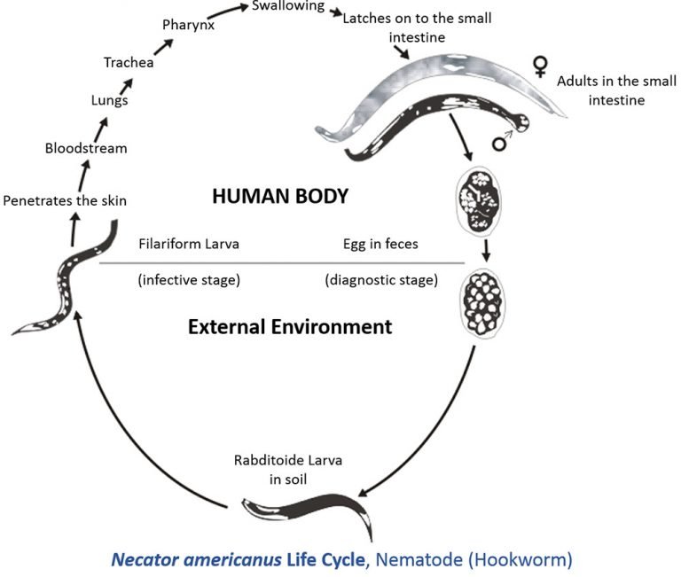 Hookworm Reproduction: Mating, Eggs, And Larvae Facts