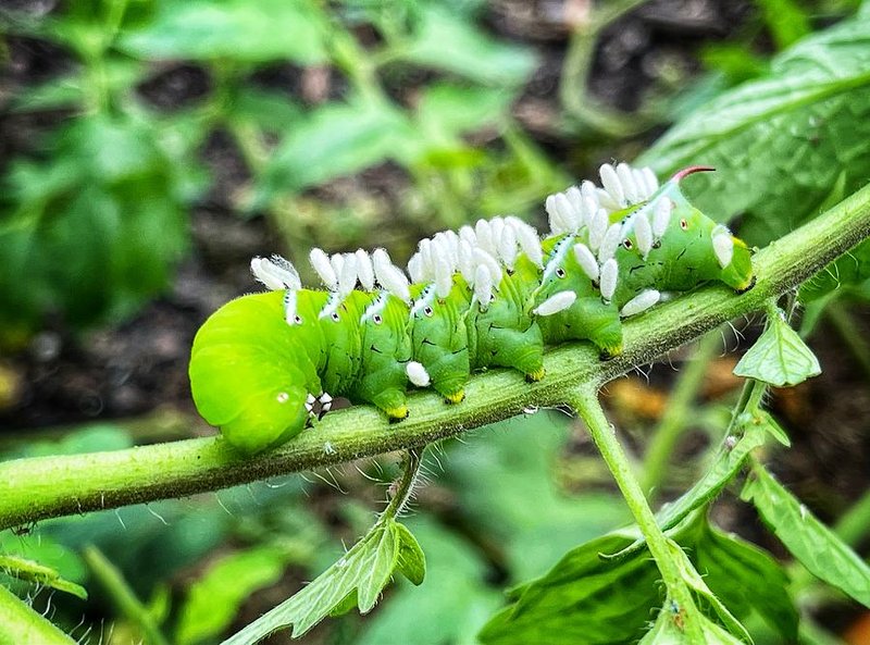 Hornworm Behavior During Different Seasons