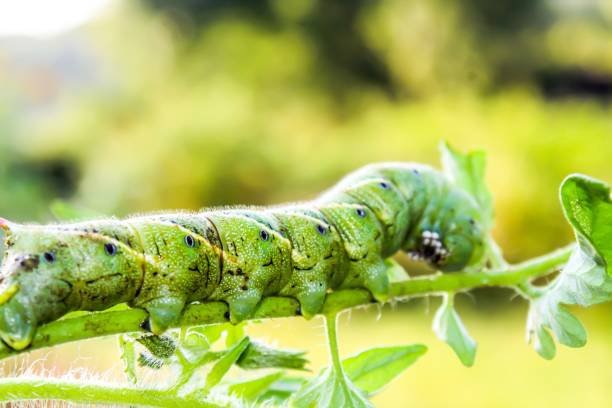 Hornworm Control With Diatomaceous Earth