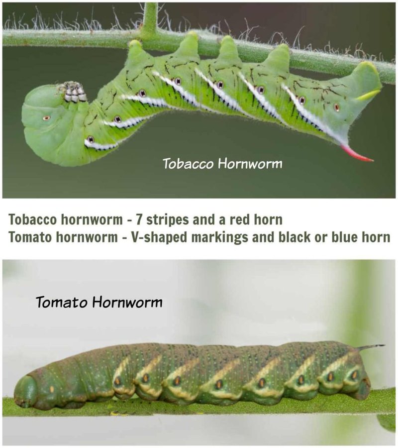 Hornworm Damage Vs. Caterpillar Damage: Know The Difference