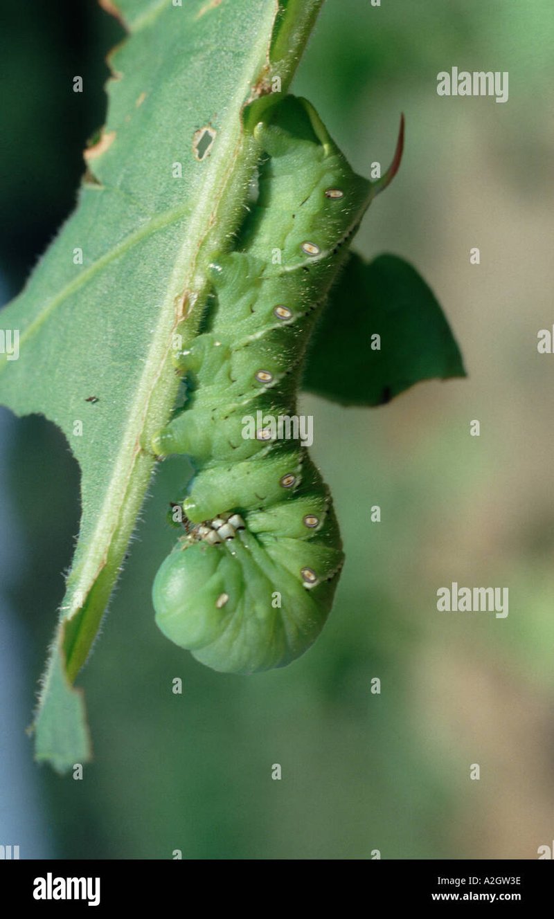 Hornworm Damage Vs. Caterpillar Damage: Know The Difference