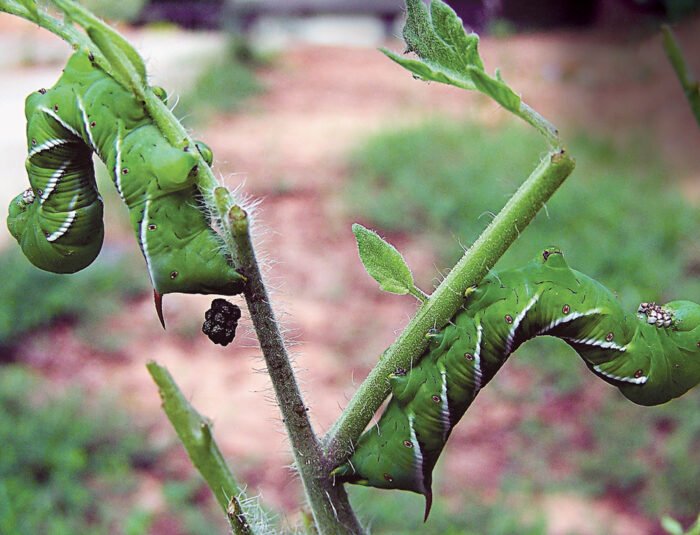 Hornworm Damage Vs. Caterpillar Damage: Know The Difference