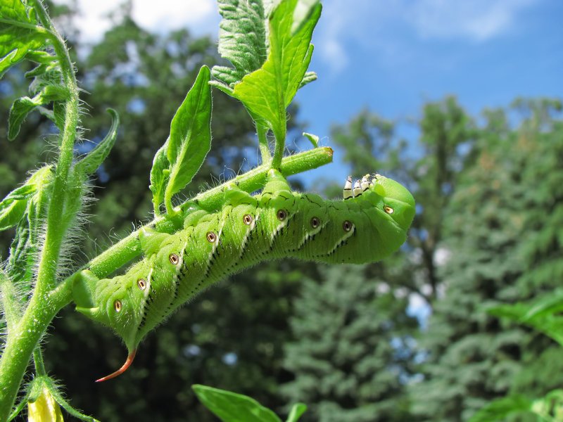 Hornworm Damage Vs. Caterpillar Damage: Know The Difference