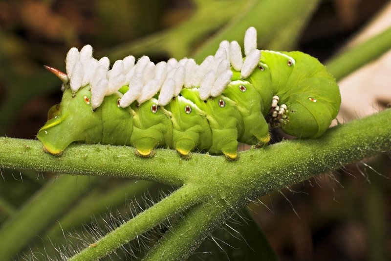 Hornworm Frass: What It Tells You About Infestations