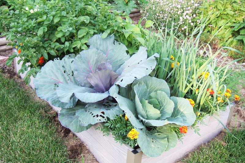 Hornworms And Companion Planting: What Works