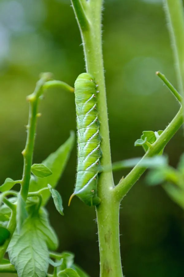 Hornworms And Companion Planting: What Works