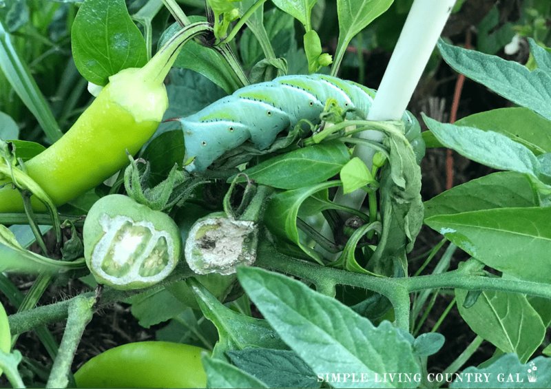 Hornworms And Companion Planting: What Works