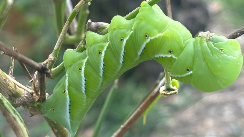 Hornworms And Crop Rotation: Does It Help?