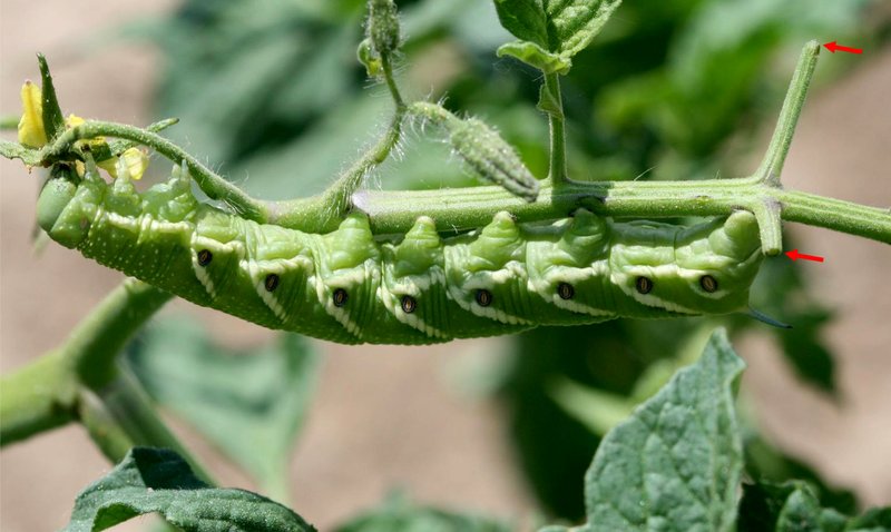 Hornworms And Crop Rotation: Does It Help?