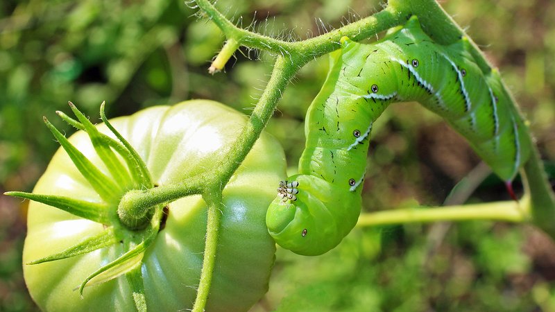 Hornworms And Hydroponic Tomato Systems