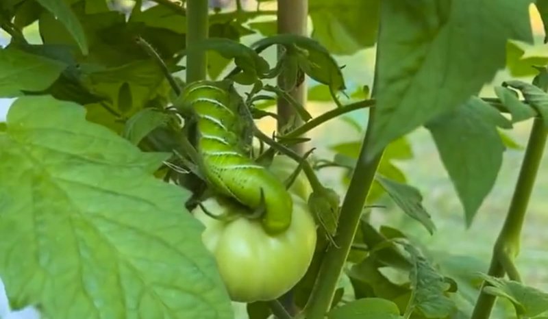 Hornworms And Hydroponic Tomato Systems