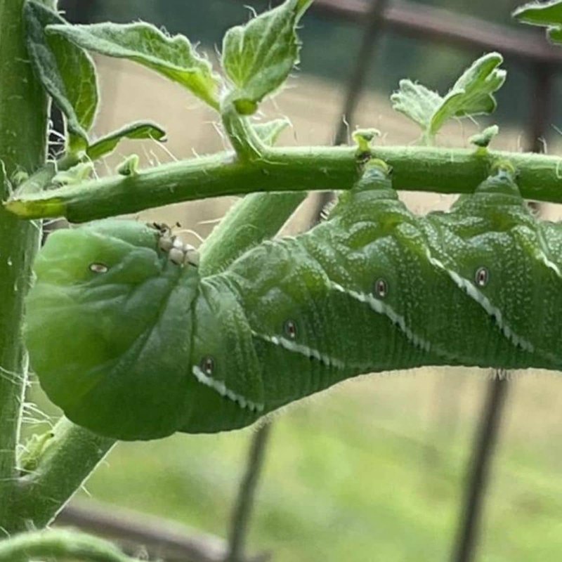 Hornworms And Hydroponic Tomato Systems