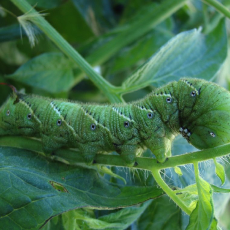 Hornworms And Leaf Curling: Is There A Link?