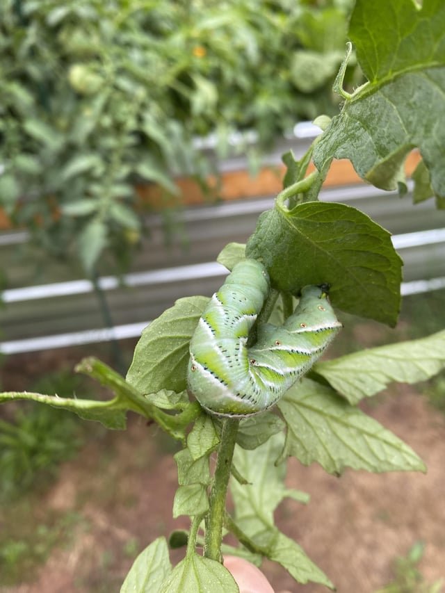 Hornworms In Container Gardening Setups